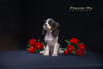 Фотограф анималист Вязьма