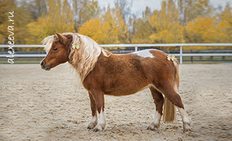 Лошади Вязьма, фотосессия